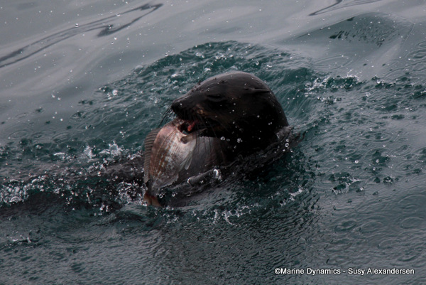 Cape Fur seal eating, Gansbaai